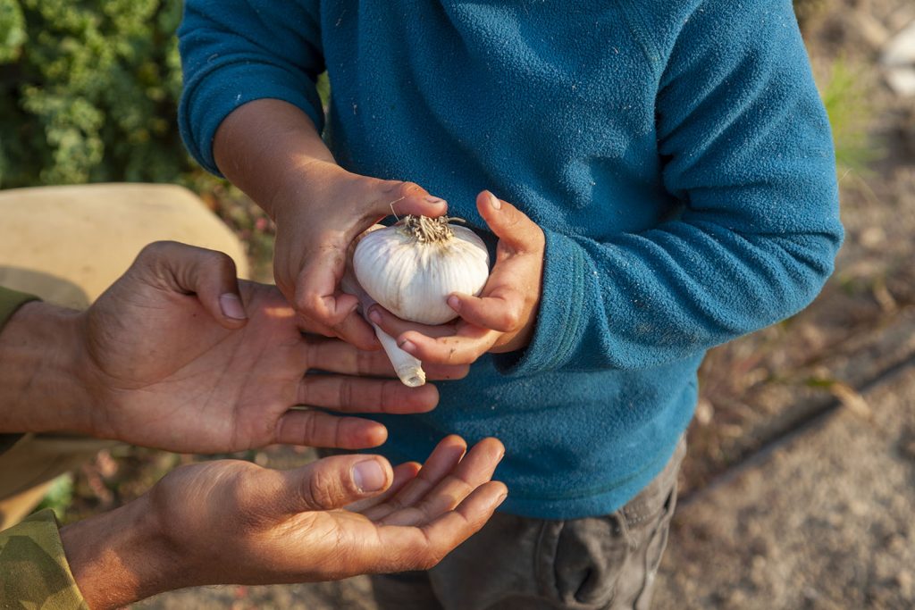 Child holding fresh garlic bulb