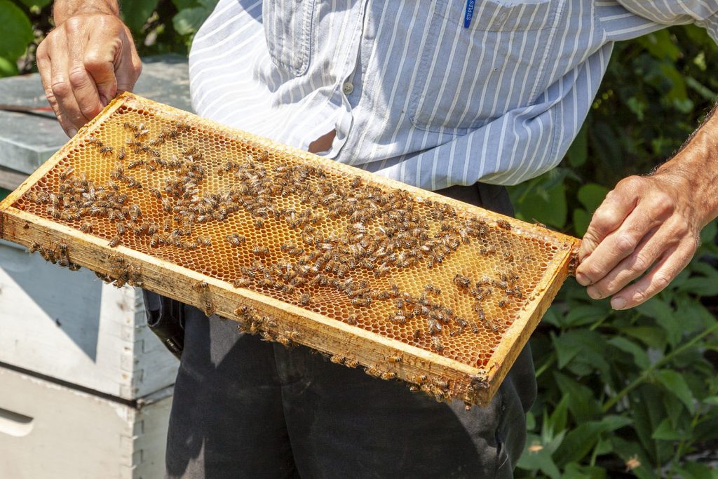 Person with honeybee hive tray