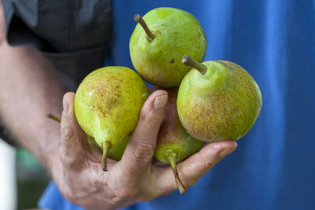 Person holding four pears