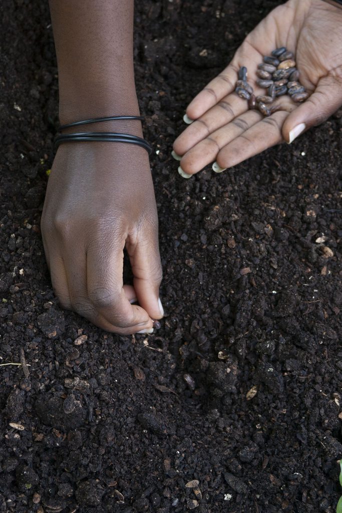 Hands planing seeds in soil