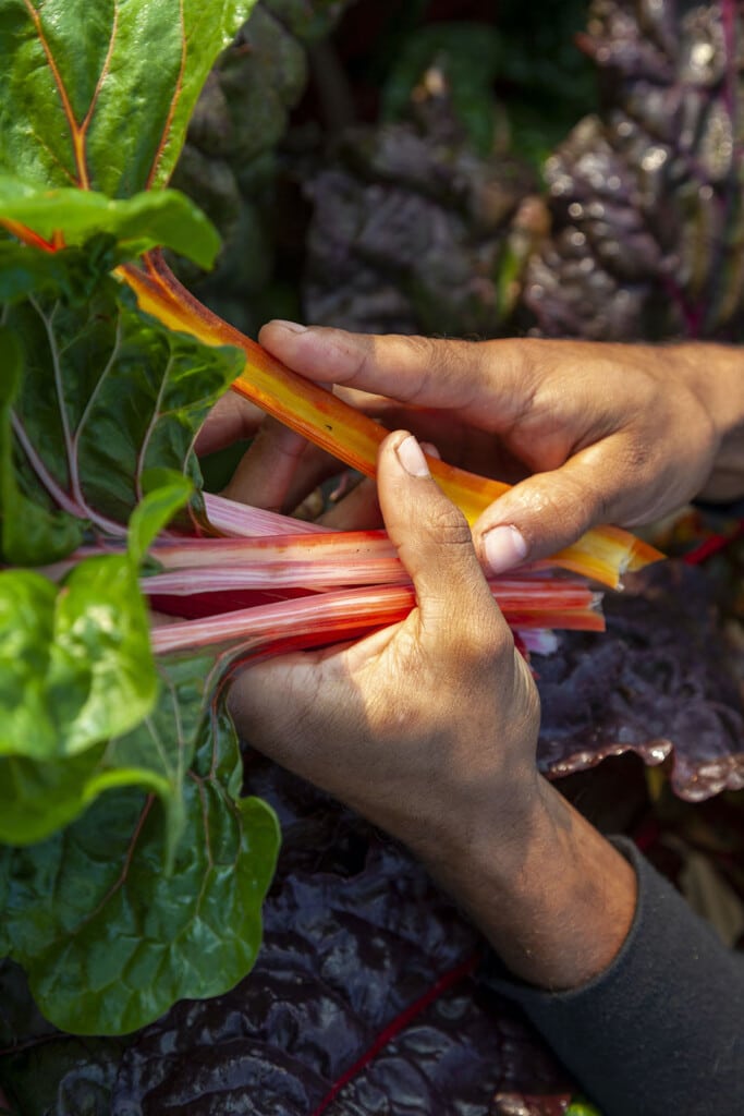 How to Transform Food Systems: 7 Calls to Action