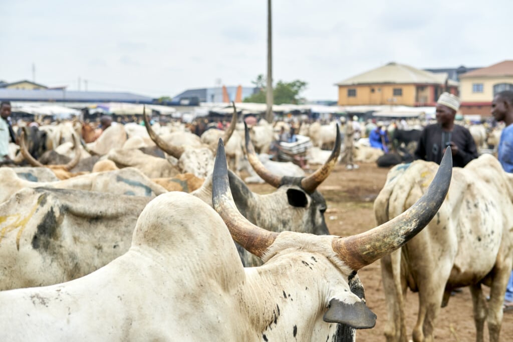 Bull and cattle market