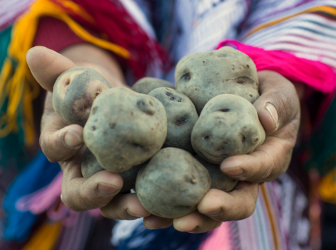 hand-holds-potatoes